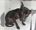 Small American Pit Bull Terrier