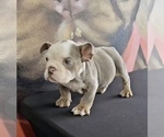 Small Photo #13 English Bulldog Puppy For Sale in CHICAGO, IL, USA