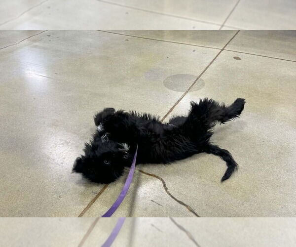 Medium Photo #3 Labrador Retriever-Unknown Mix Puppy For Sale in Aurora, IN, USA