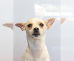 Small #3 Chihuahua Mix