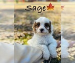 Small Photo #15 Cavapoo Puppy For Sale in MURFREESBORO, TN, USA