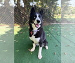 Small #1 Siberian Husky Mix