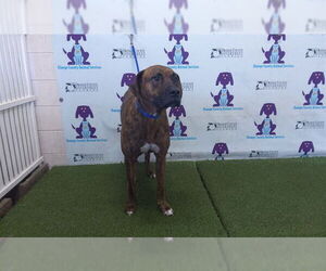Bullboxer Pit Dogs for adoption in Orlando, FL, USA