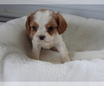 Image preview for Ad Listing. Nickname: Puppy #3