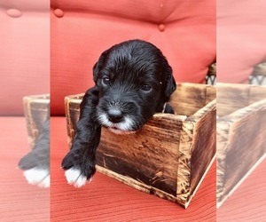 Goldendoodle (Miniature) Puppy for sale in WOODLAND, WA, USA
