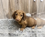 Small Photo #10 Dachshund Puppy For Sale in MYRTLE, MO, USA