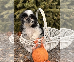 Shih Tzu Puppy for sale in MIDDLEBURY, IN, USA