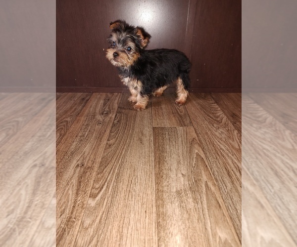 Medium Photo #7 Yorkshire Terrier Puppy For Sale in LAPEER, MI, USA