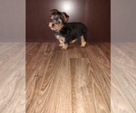 Small #6 Yorkshire Terrier