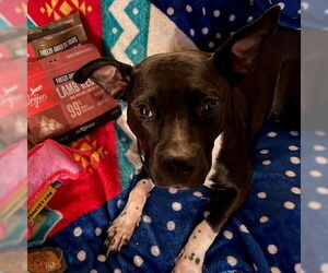 Mutt Dogs for adoption in Fargo, ND, USA