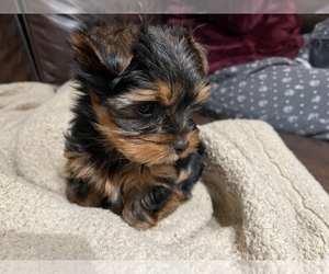 Yorkshire Terrier Puppy for sale in MODESTO, CA, USA