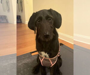 Doxiepoo (Standard) Dogs for adoption in MECHANICSBURG, PA, USA