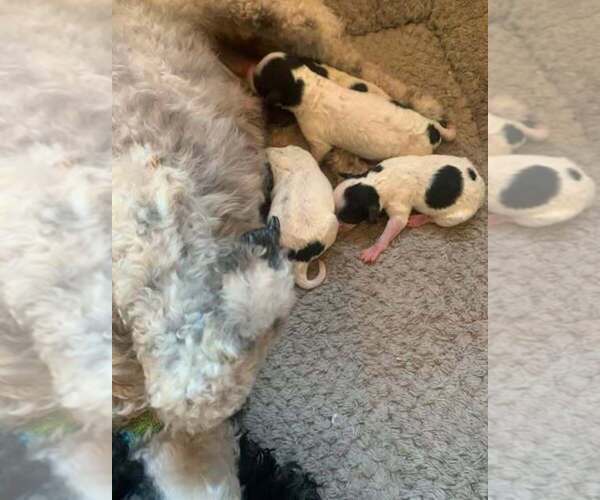 Medium Photo #1 Poodle (Miniature) Puppy For Sale in HADDAM, KS, USA