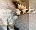 Image preview for Ad Listing. Nickname: Litter of 4