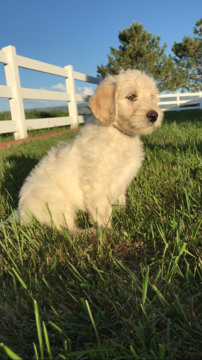 Medium Photo #1 Labradoodle Puppy For Sale in CASPER, WY, USA