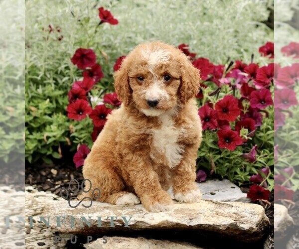 Medium Photo #4 Goldendoodle (Miniature) Puppy For Sale in LITITZ, PA, USA