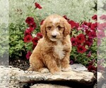 Small #3 Goldendoodle (Miniature)