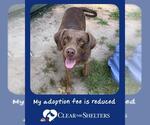 Small Labrador Retriever Mix