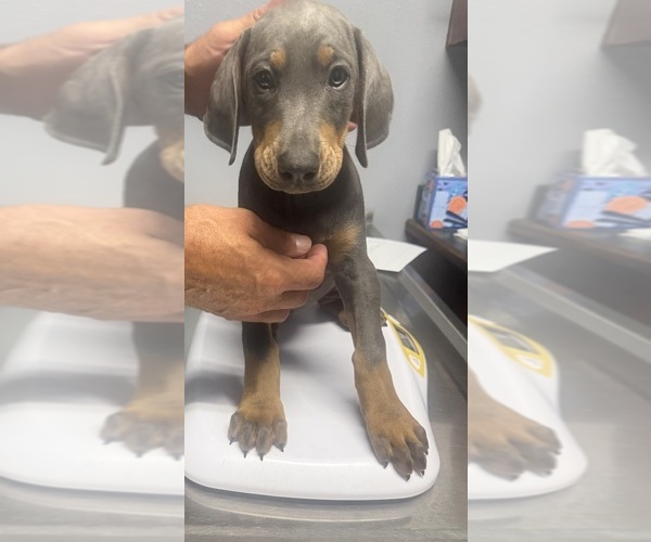 Medium Photo #29 Doberman Pinscher Puppy For Sale in MEDFORD, OR, USA