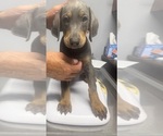 Small #4 Doberman Pinscher