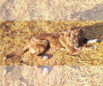 Small #3 Mutt