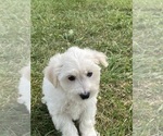Small #1 Bichon Frise