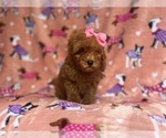 Small #2 Cavapoo