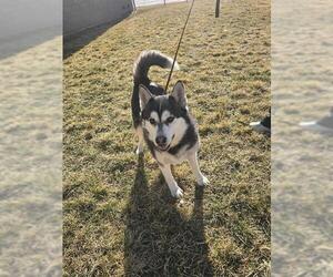 Siberian Husky-Unknown Mix Dogs for adoption in Ogden, UT, USA