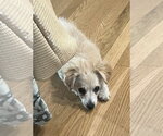Small #1 Colonial Cocker Spaniel-Pomeranian Mix