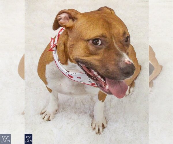 Medium Photo #5 American Pit Bull Terrier-Unknown Mix Puppy For Sale in Lockport, NY, USA