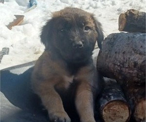 Mastador-Saint Bernard Mix Puppy for sale in COOK, MN, USA