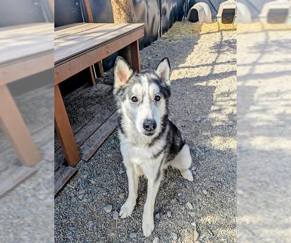 Medium Photo #2 Alusky Puppy For Sale in Frisco, CO, USA