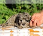 Small #32 Poodle (Toy)