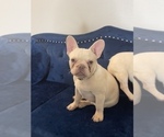 Small Photo #26 French Bulldog Puppy For Sale in JACKSONVILLE, FL, USA