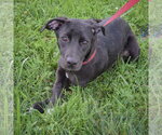 Small #4 Border Collie Mix