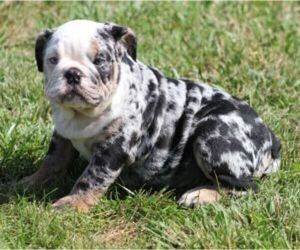 French Bulldog Puppy for sale in MARSHFIELD, MO, USA