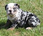 Image preview for Ad Listing. Nickname: FANCY BLUE MERL