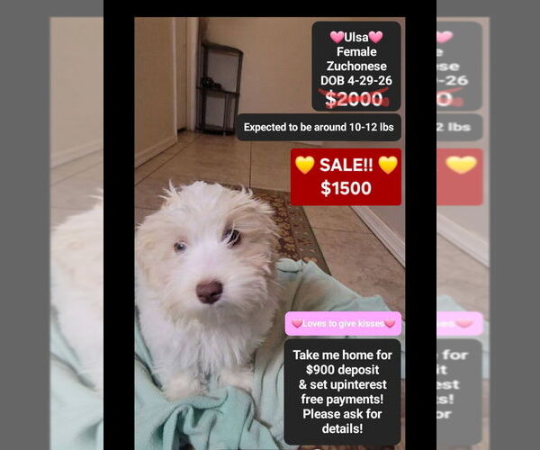 Medium Photo #1 Havanese-Zuchon Mix Puppy For Sale in TUCSON, AZ, USA
