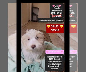 Havanese-Zuchon Mix Puppy for sale in TUCSON, AZ, USA