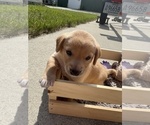 Puppy Pooh Bear Beagle-Shiba Inu Mix