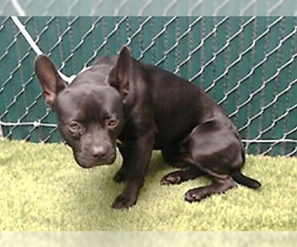 Medium Photo #1 Mutt Puppy For Sale in Downey, CA, USA