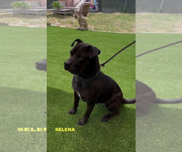 Medium Photo #8 Labrador Retriever-Unknown Mix Puppy For Sale in Woodland Hills, CA, USA