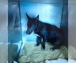 Small Photo #1 Chihuahua-Unknown Mix Puppy For Sale in San Bernardino, CA, USA