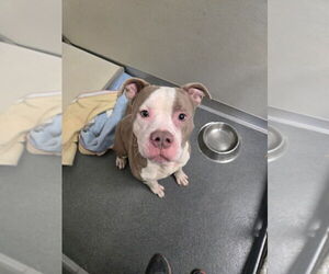 American Pit Bull Terrier Dogs for adoption in Glen Allen, VA, USA