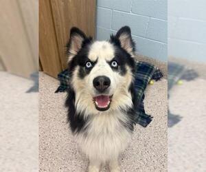 Siberian Husky Dogs for adoption in Brighton, CO, USA