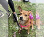 Small #14 Boston Terrier Mix