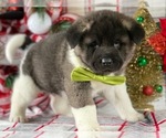 Small Photo #1 Akita Puppy For Sale in LANCASTER, PA, USA
