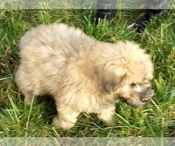 Medium Photo #5 Bouvier Des Flandres Puppy For Sale in AMBOY, WA, USA
