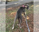 Small #5 Mutt
