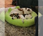 Small #4 American Bulldog Mix